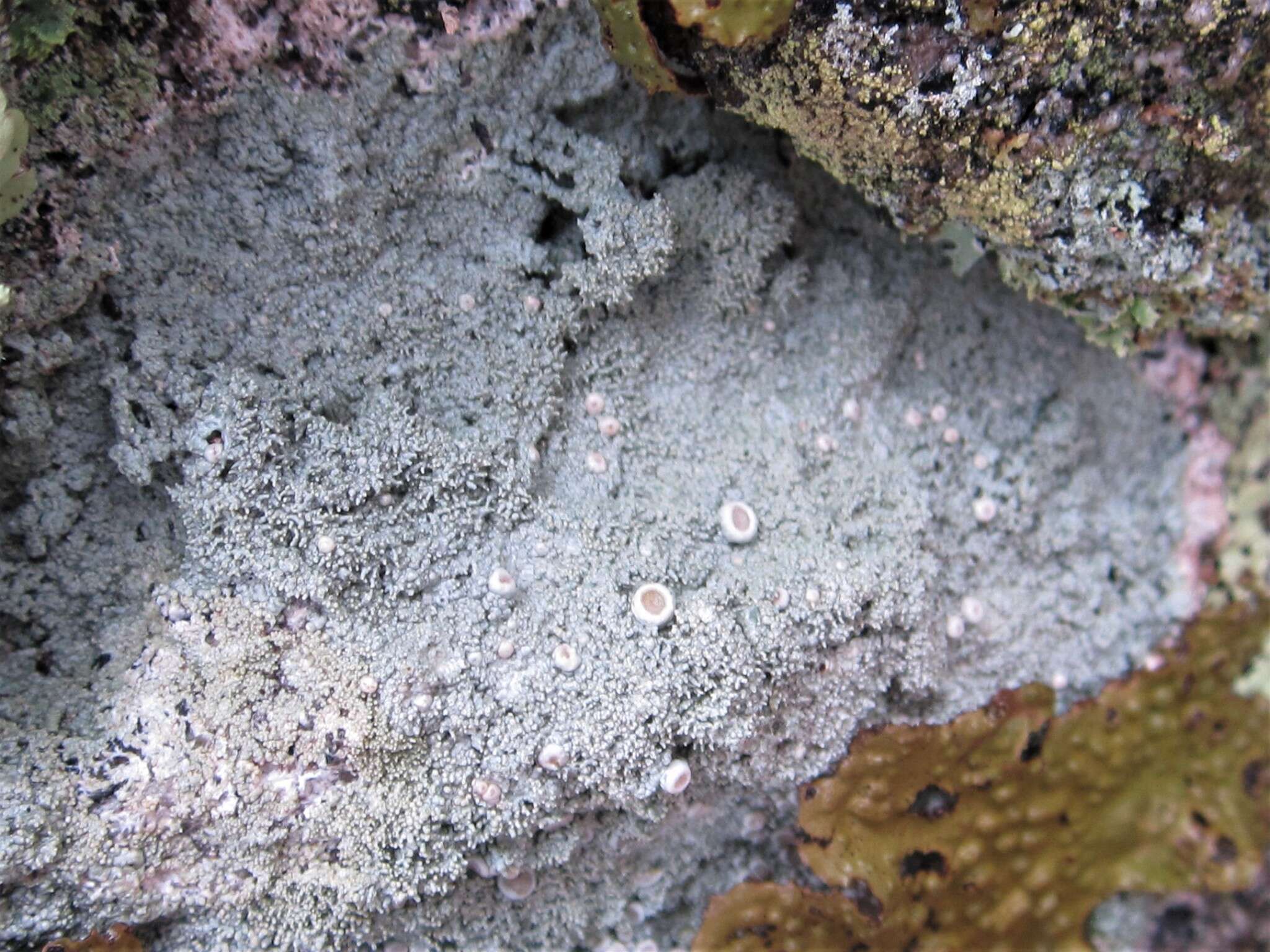 Image of Yasuda's crabseye lichen