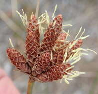 Image of Hellmuthia membranacea (Thunb.) R. W. Haines & Lye