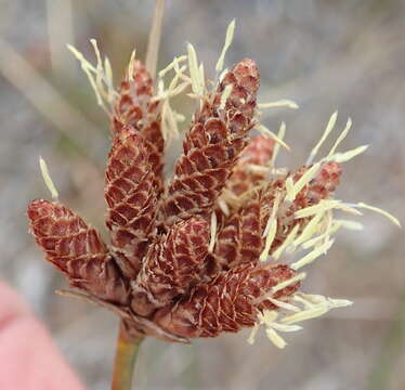 Hellmuthia membranacea (Thunb.) R. W. Haines & Lye的圖片