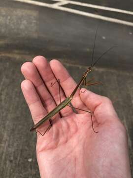 Image of Tenodera fasciata Olivier 1792