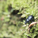 Image of Phelotrupes (Sinogeotrupes) insulanus (Howden 1965)