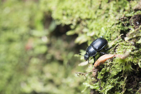 Image of Phelotrupes (Sinogeotrupes) insulanus (Howden 1965)