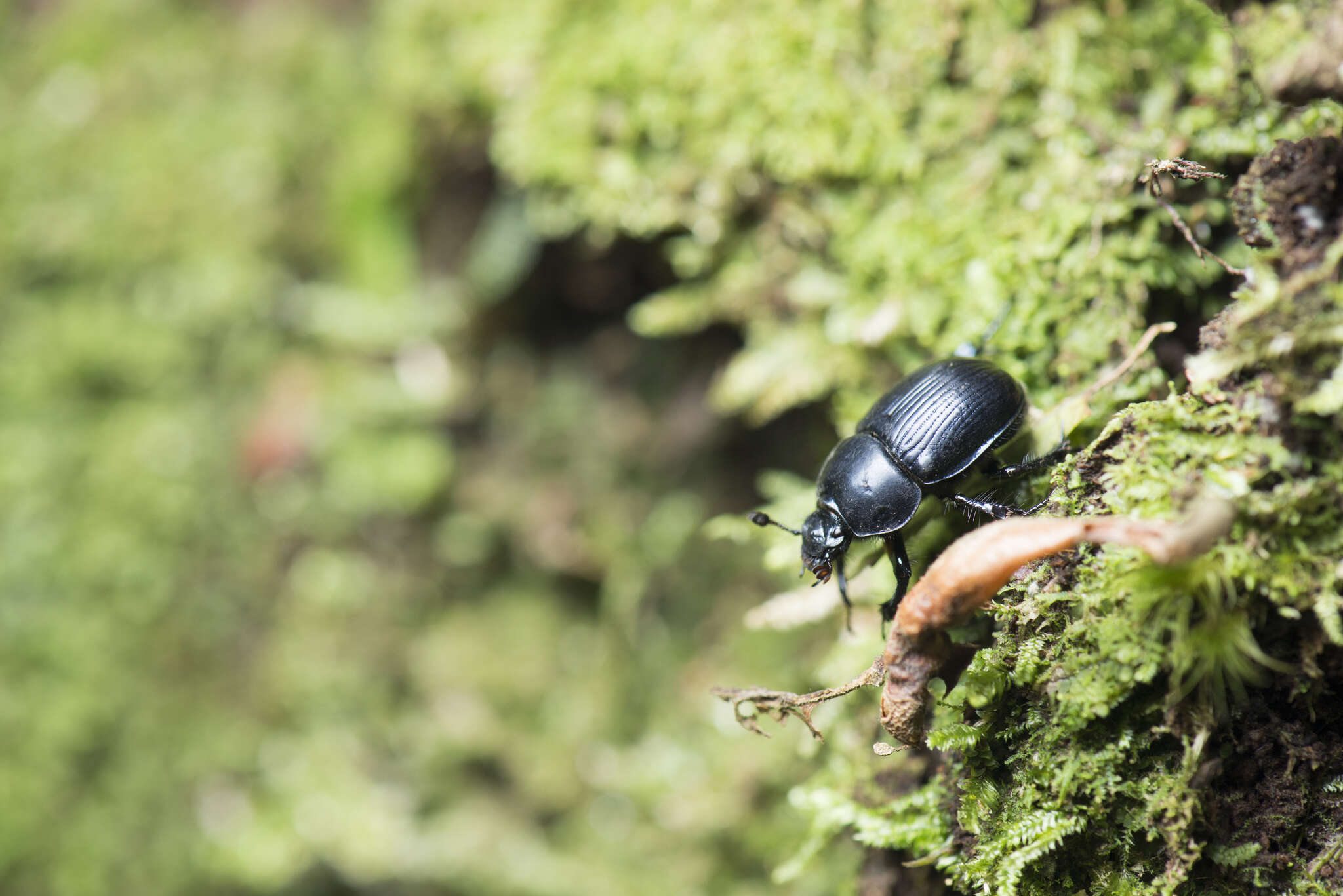 Слика од Phelotrupes (Sinogeotrupes) insulanus (Howden 1965)