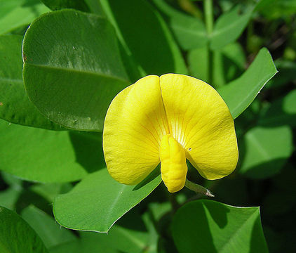 Image of pinto peanut
