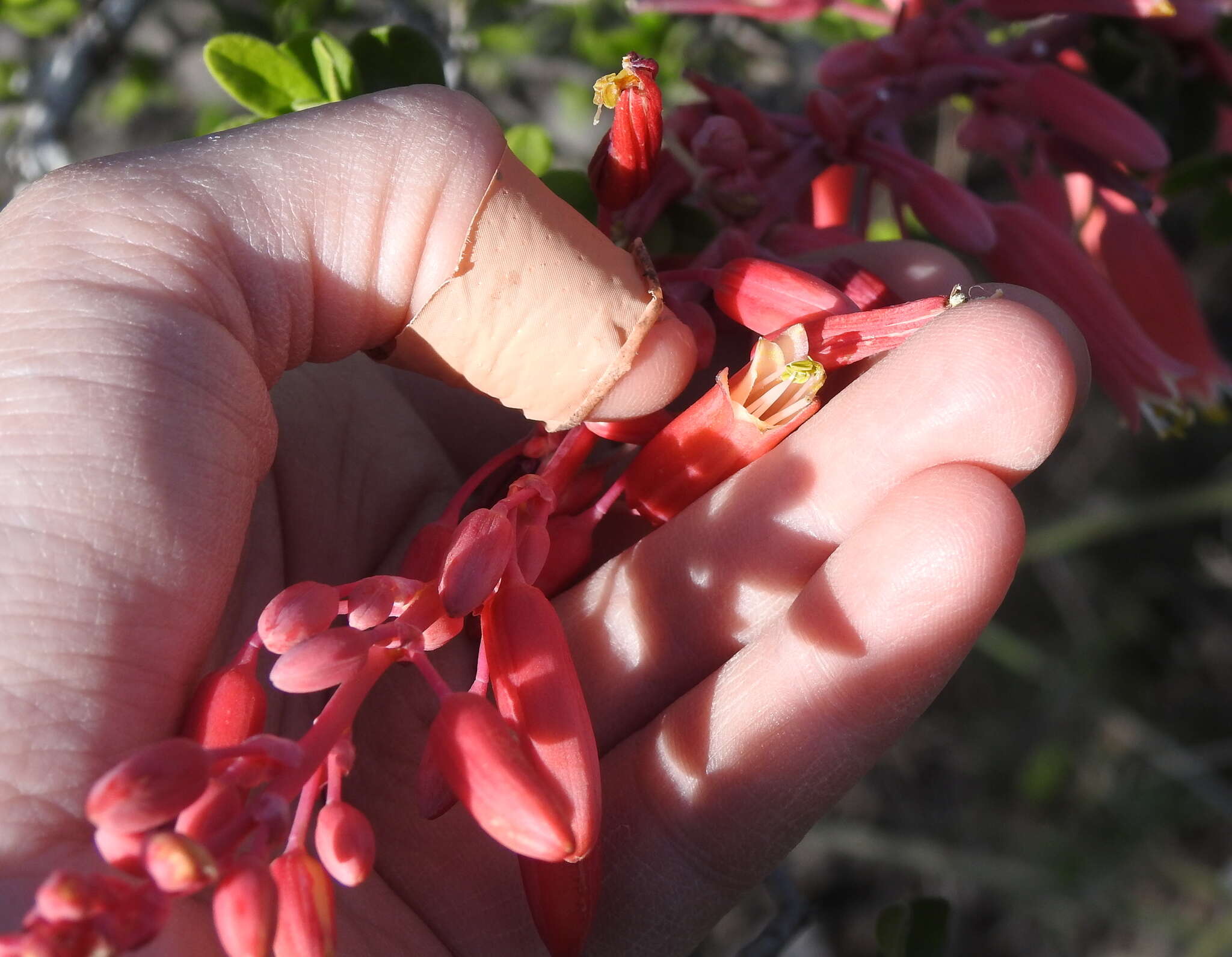 Image of redflower false yucca