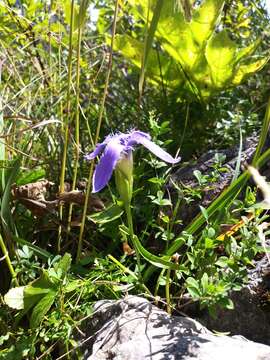 Image of Gentianopsis ciliata subsp. ciliata