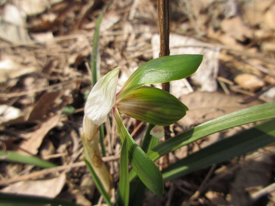 Image de Cymbidium goeringii (Rchb. fil.) Rchb. fil.