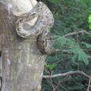 Image of Grenada Bank Boa