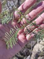 Vachellia bidwillii (Benth.) Kodela resmi