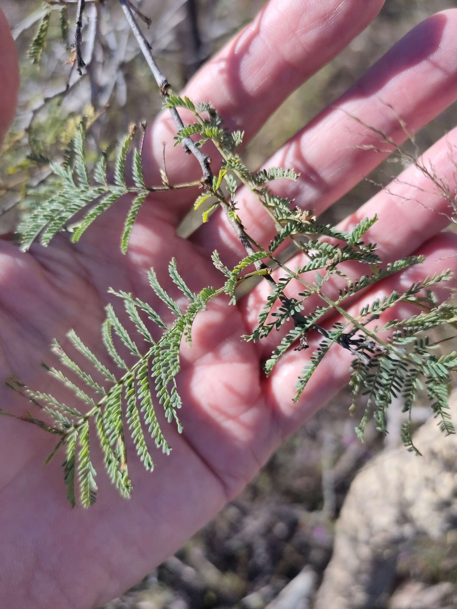 Vachellia bidwillii (Benth.) Kodela resmi