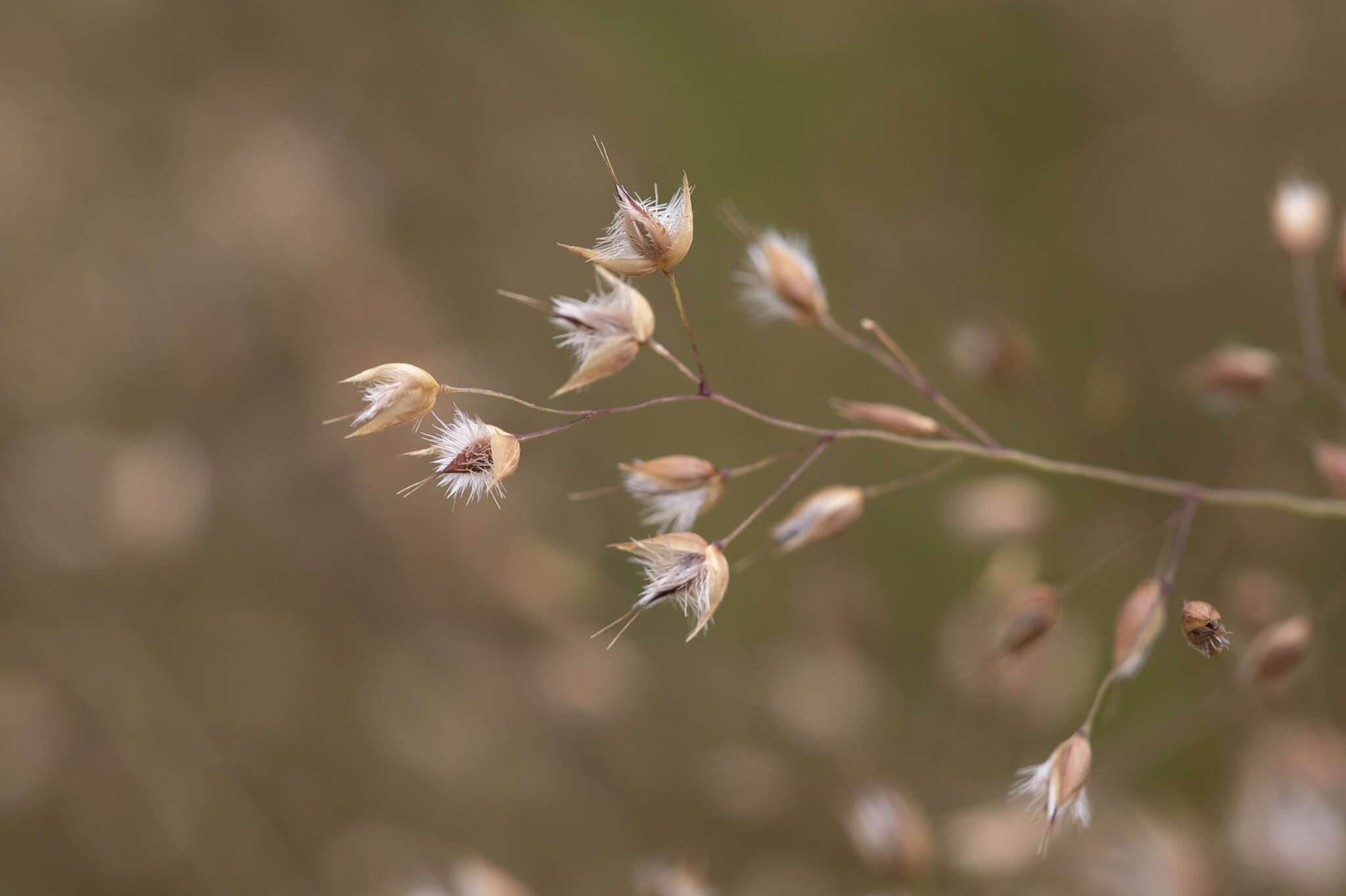 Plancia ëd Eriachne ciliata R. Br.