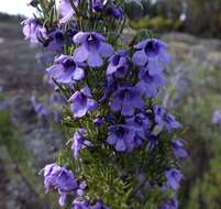 Image of Turpentine Mint-bush