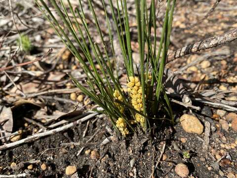 Image of Lomandra caespitosa (Benth.) Ewart