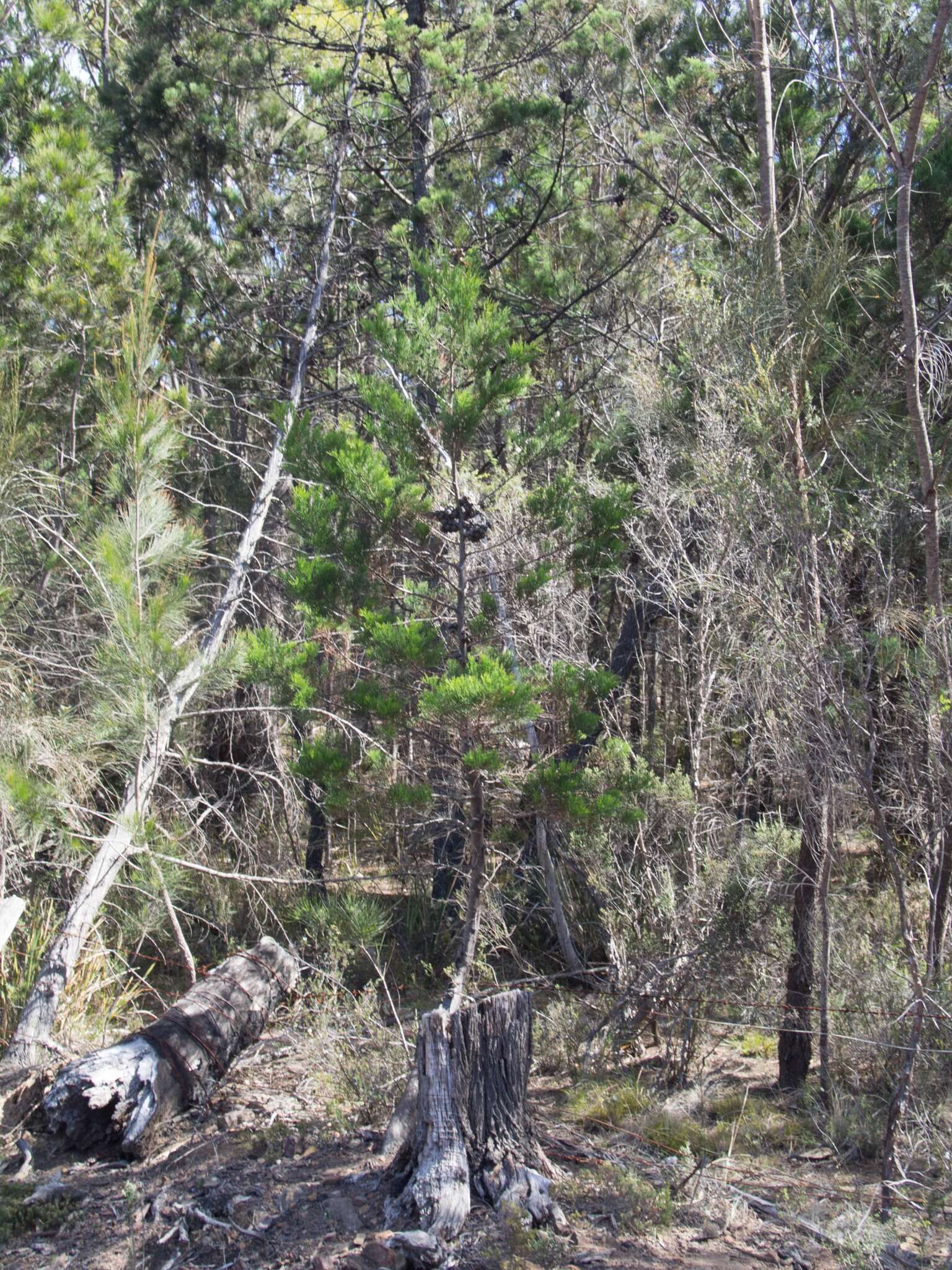 Image of Illawara Mountain Pine
