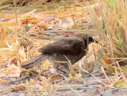 Image of Turdoides hartlaubii hartlaubii (Barboza du Bocage 1868)