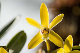 Imagem de Dendrobium cymbidioides (Blume) Lindl.