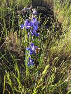 Image of San Bernardino larkspur