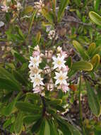 Image of Boronia koniambiensis Däniker