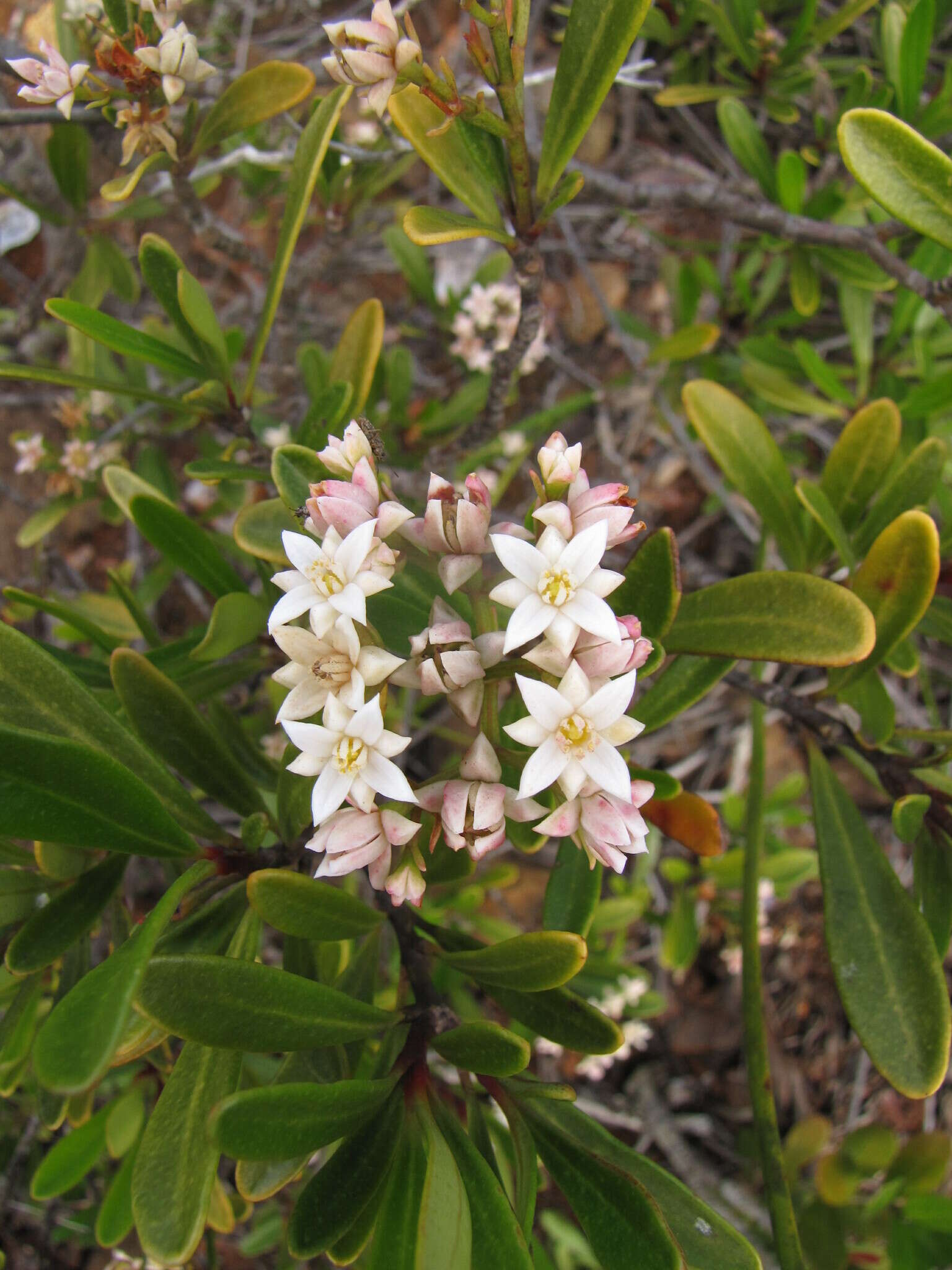 Boronia koniambiensis Däniker的圖片