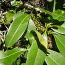 Sivun Sideroxylon inerme subsp. inerme kuva