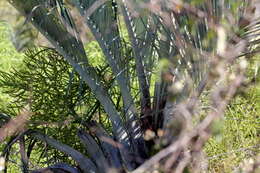 Image of Triangle palm