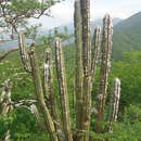 Imagem de Pilosocereus chrysacanthus (F. A. C. Weber) Byles & G. D. Rowley