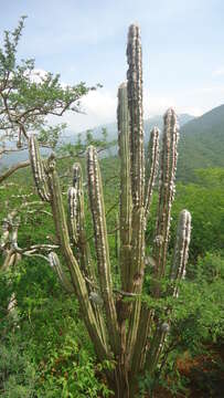 Imagem de Pilosocereus chrysacanthus (F. A. C. Weber) Byles & G. D. Rowley