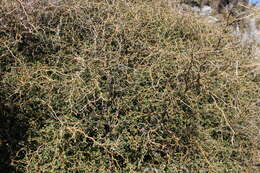 Image of Sophora prostrata Buchanan