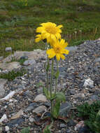 Arnica angustifolia subsp. alpina (L.) I. K. Ferguson的圖片