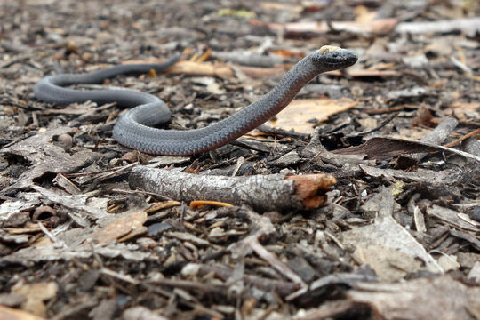 Image of Eastern Small-eyed Snake