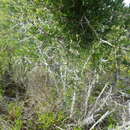 Image of Asparagus mariae (Oberm.) Fellingham & N. L. Mey.