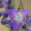 Image of Thyrsanthemum floribundum (M. Martens & Galeotti) Pichon