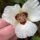 Image of Calochortus umpquaensis subsp. flavicomus Callahan