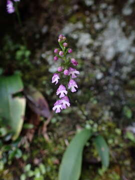 Image de Hemipilia gracilis