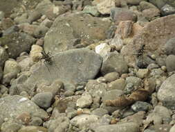 Image of Cicindela (Calomera) decemguttata Fabricius 1801