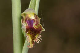 Imagem de Calochilus campestris R. Br.