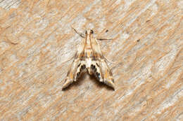 Image of Two-banded Petrophila