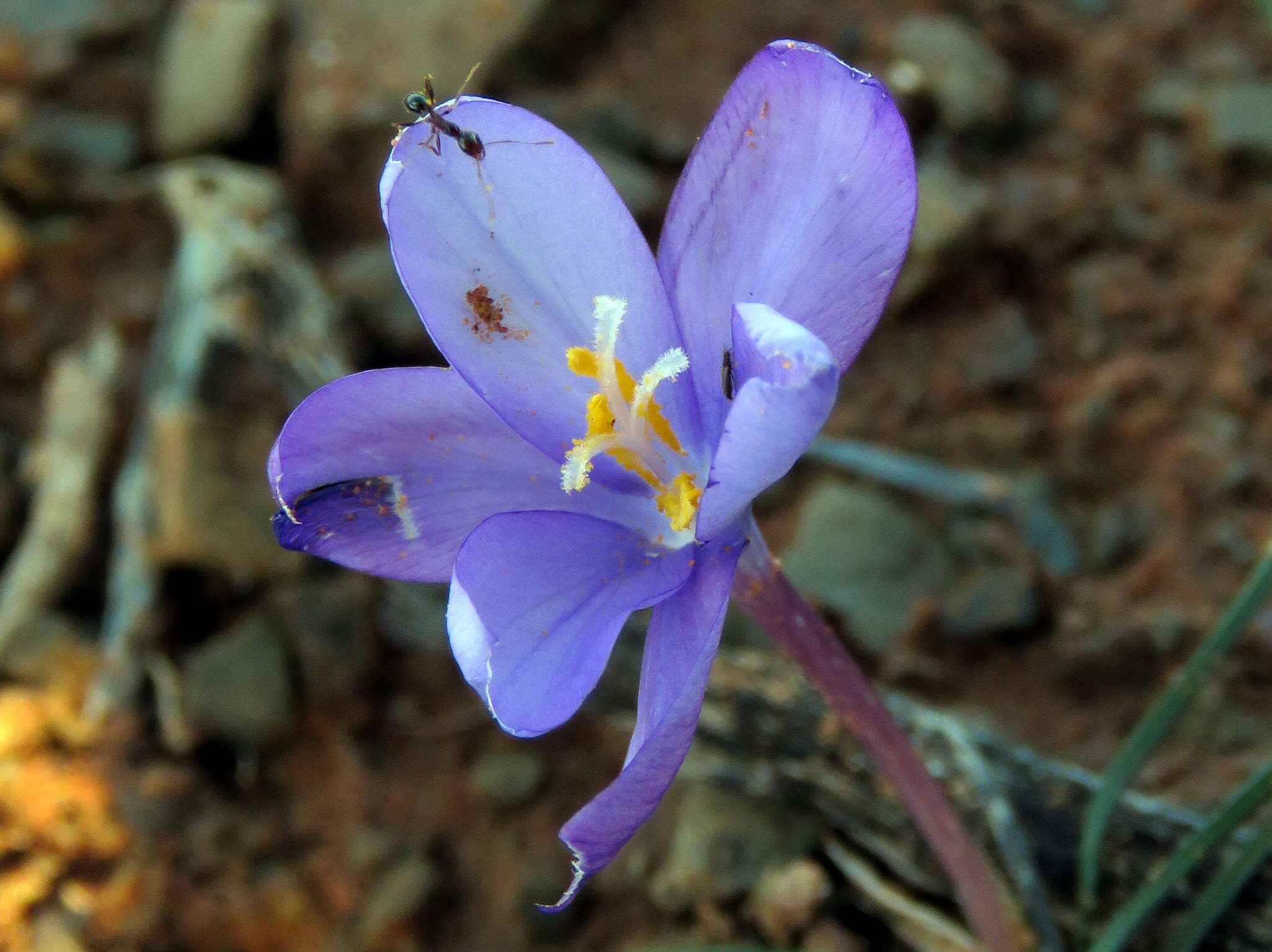 Image de Syringodea concolor (Baker) M. P. de Vos