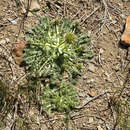 Image of Calycera herbacea Cav.