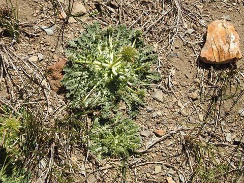 Image of Calycera herbacea Cav.