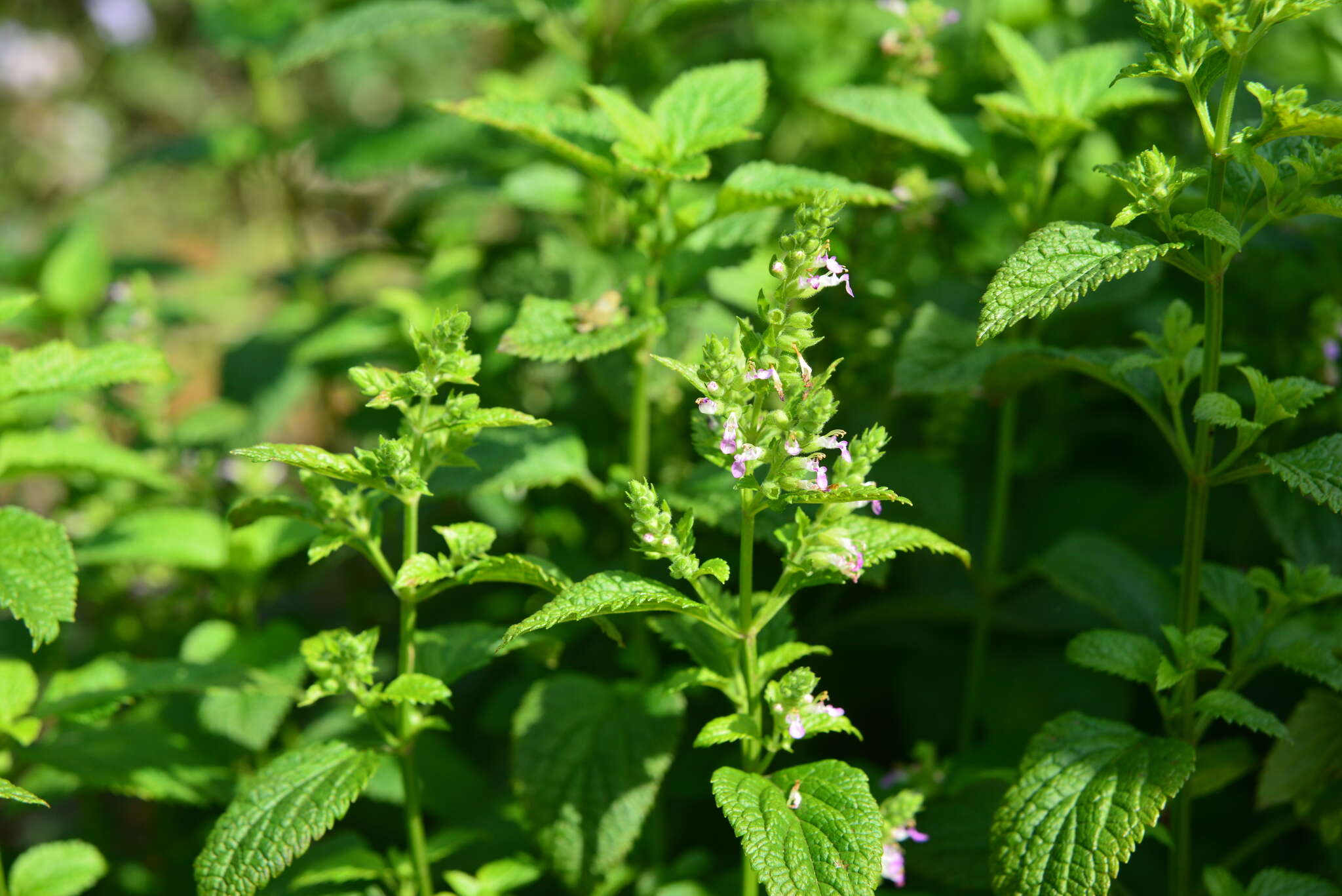 Image of Teucrium viscidum Blume