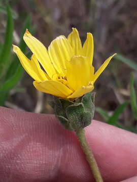 Image of Zexmenia buphtalmiflora (Lorentz) L. Ariza Espinar