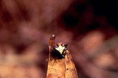 Image of Gasteracantha theisi Guérin 1838