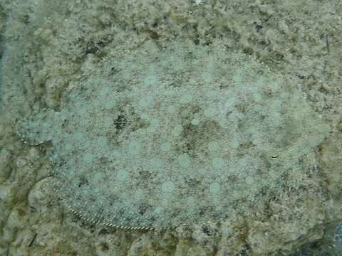 Image of Flounder