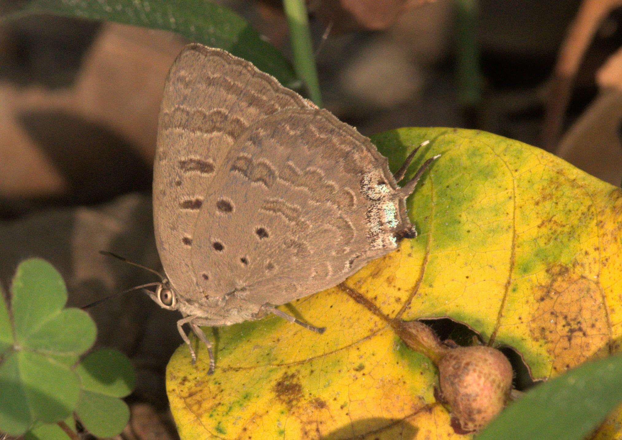 Plancia ëd Arhopala atrax (Hewitson 1862)