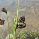 Image of Carex aterrima subsp. medwedewii (Leskov) T. V. Egorova
