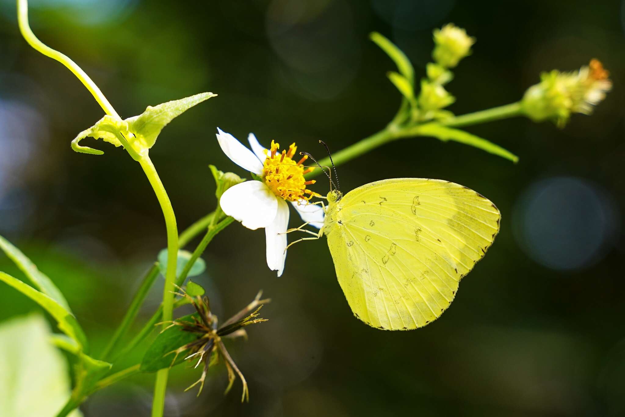 Image of <i>Eurema blanda arsakia</i>