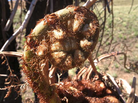 Image of Grassland tree fern