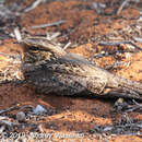 Image of Caprimulgus madagascariensis madagascariensis Sganzin 1840