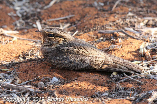 Image of Caprimulgus madagascariensis madagascariensis Sganzin 1840